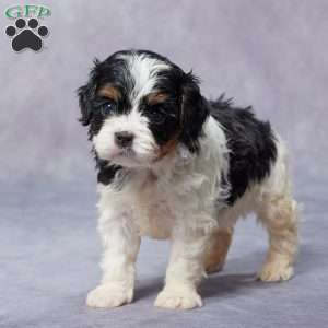 Maple, Cavapoo Puppy